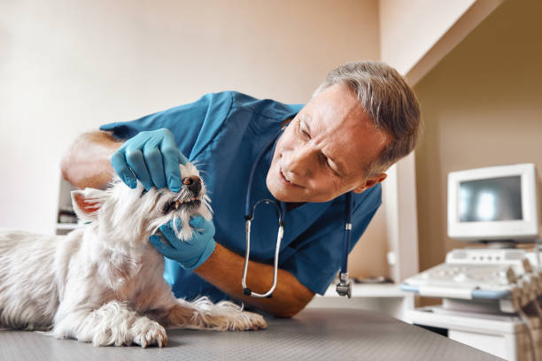 Best Emergency X-Rays and Diagnostics in Taft, FL